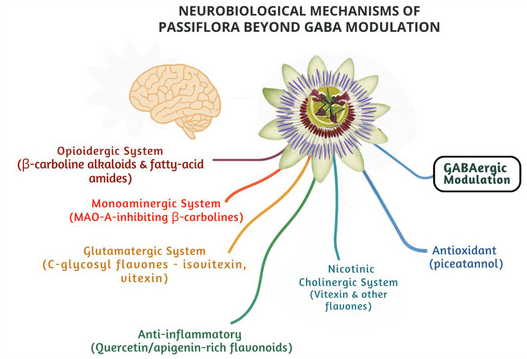 What's Passion Fruit Extract Mechanism Of Action For Sleep? What's Passion Fruit Extract Mechanism Of Action For Sleep?