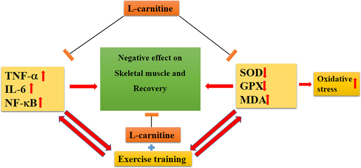 Is It Feasible To Take L-Carnitine pre Workout? Is It Feasible To Take L-Carnitine pre Workout?