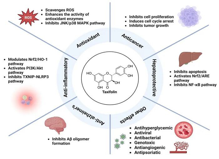 Benefits of Taxifolin Benefits of Taxifolin
