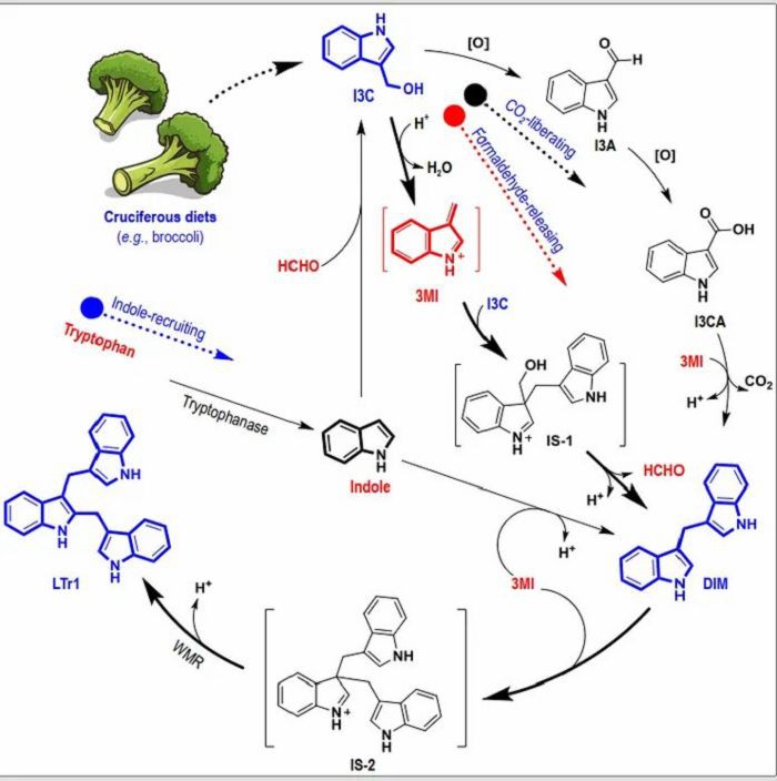 How Is Diindolylmethane Converted? How Is Diindolylmethane Converted?