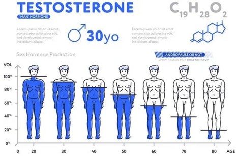 Why Is Testosterone a Critical Hormone for Males? Why Is Testosterone a Critical Hormone for Males?