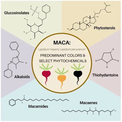 How Does Maca Extract Work for the Testosterone Level? How Does Maca Extract Work for the Testosterone Level?
