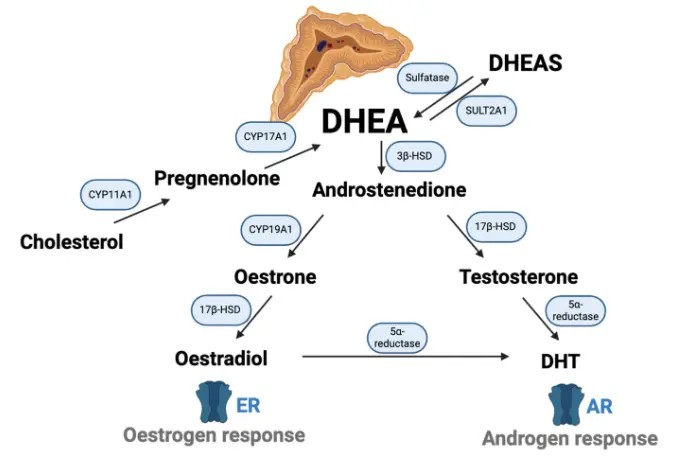 What does Yam Extract do for Men? What does Yam Extract do for Men?