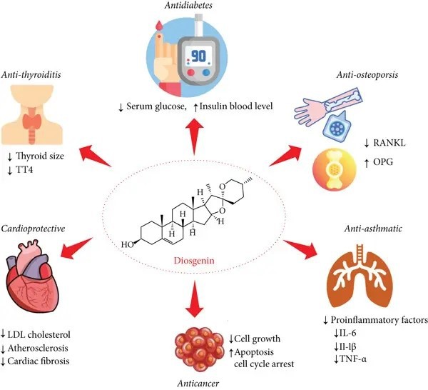 benefits of Yam Extract for Men benefits of Yam Extract for Men