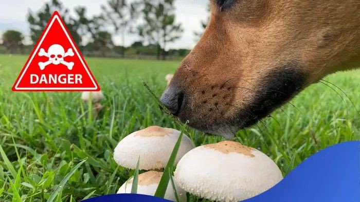 Are Mushrooms Toxic for Dogs? Are Mushrooms Toxic for Dogs?