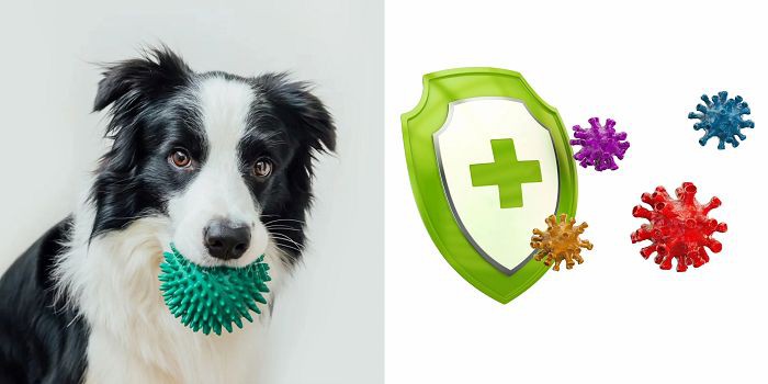 Agaricus Blazei Mushroom Extract Enhances Immunity in Dogs Agaricus Blazei Mushroom Extract Enhances Immunity in Dogs