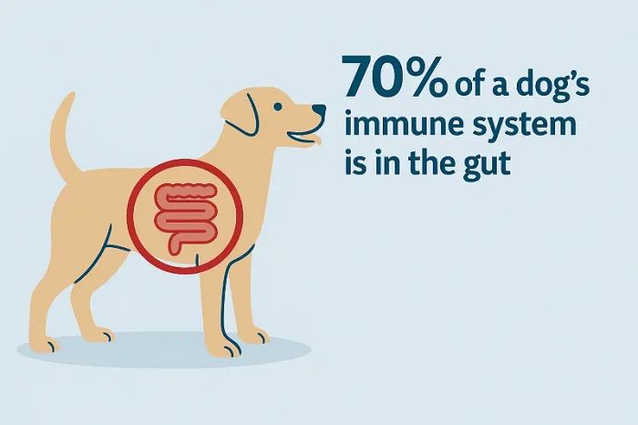 Agaricus Blazei Mushroom Extract Supports Intestinal Health and Promotes Nutrient Absorption Agaricus Blazei Mushroom Extract Supports Intestinal Health and Promotes Nutrient Absorption