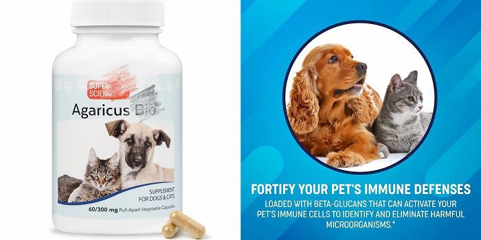 The Applications of Agaricus Blazei Mushroom Extract for Dogs The Applications of Agaricus Blazei Mushroom Extract for Dogs