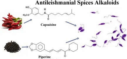 Piperine and Capsaicin Piperine and Capsaicin