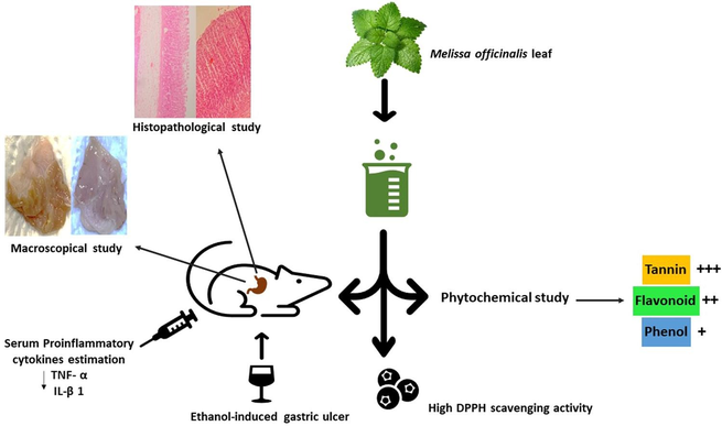 What's The Mechanism Of Action Of Lemon Balm Extract? What's The Mechanism Of Action Of Lemon Balm Extract?