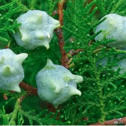Platycladus Orientalis Extract Powder suppliers