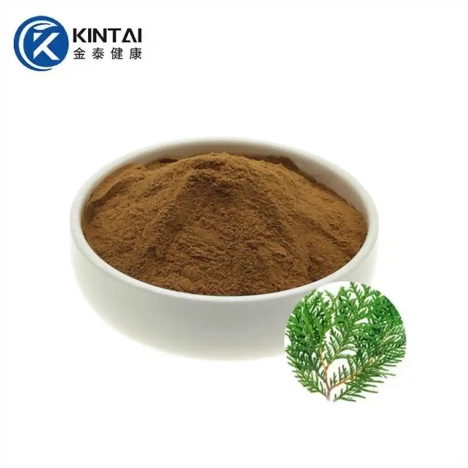 Platycladus Orientalis Estratt Trab