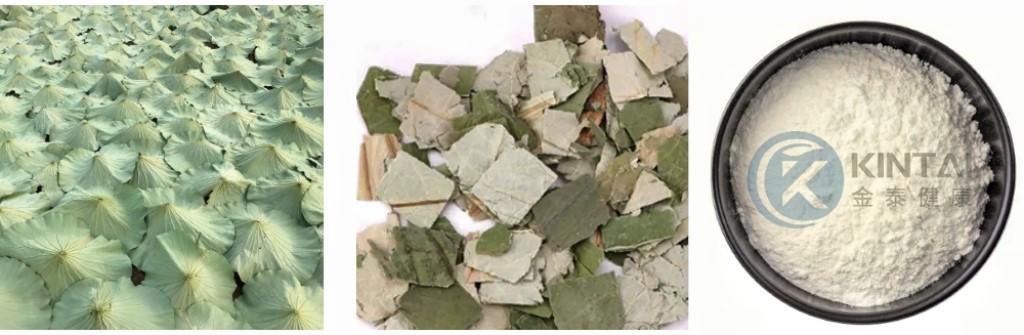 Healthkintai® Lotus Leaf Extract Plant Source Healthkintai® Lotus Leaf Extract Plant Source