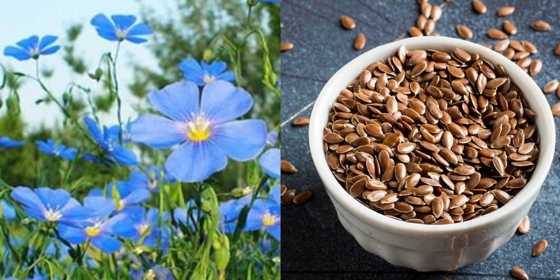 Flaxseed Extract Flax Lignans Secoisolariciresinol Diglucoside (SDG) Botanical Source Flaxseed Extract Flax Lignans Secoisolariciresinol Diglucoside (SDG) Botanical Source