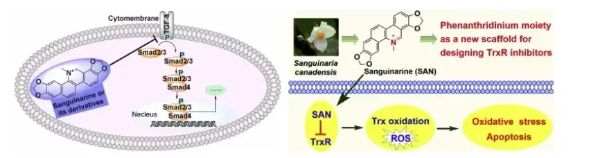 Sanguinarine mechanism of action Sanguinarine mechanism of action