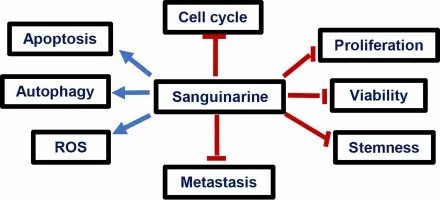 Macleaya Cordata Extract Benefits Macleaya Cordata Extract Benefits