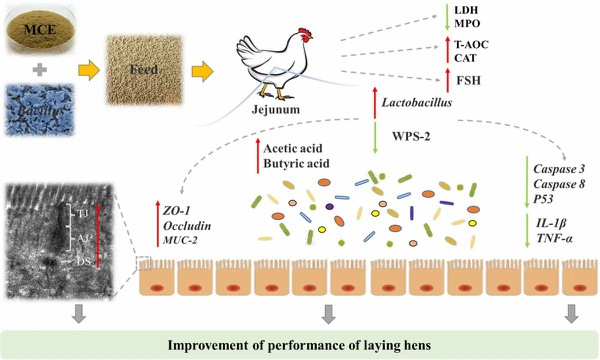 Effects of Lysimachia christinae extract on broiler chickens Effects of Lysimachia christinae extract on broiler chickens