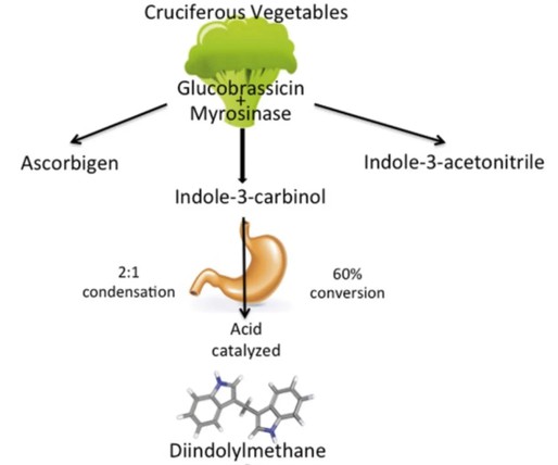 3,3'-Diindolylmethane derived from cruciferous vegetables 3,3'-Diindolylmethane derived from cruciferous vegetables