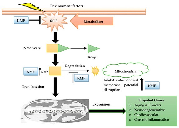 Kaempferol for Skin Kaempferol for Skin