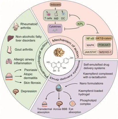 Kaempferol Uses Kaempferol Uses