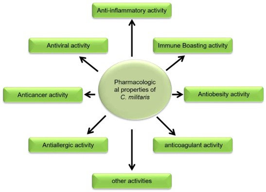 Cordyceps Mycelium Extract Benefits Cordyceps Mycelium Extract Benefits