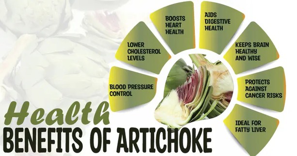 Benefits Of Artichoke Leaf Extract Benefits Of Artichoke Leaf Extract