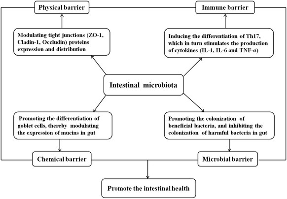 Lonicera Japonica Extract Powder in Animal Health Lonicera Japonica Extract Powder in Animal Health