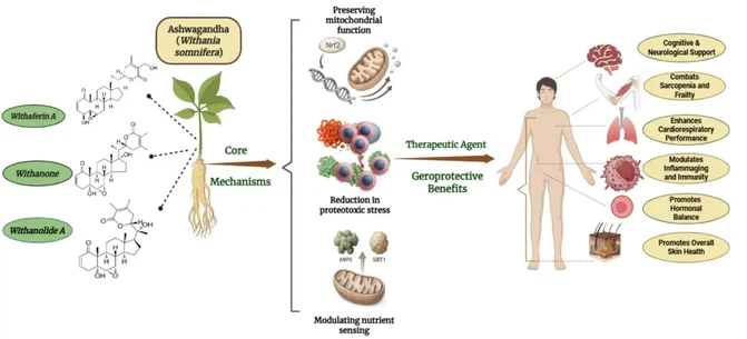 Ashwagandha Extract Powder Benefits Ashwagandha Extract Powder Benefits