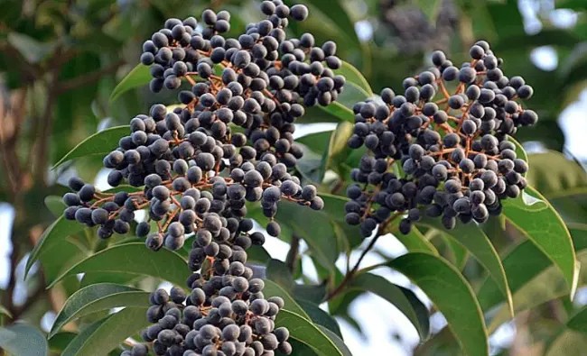 Fructus Ligustri Lucidi Extract Fructus Ligustri Lucidi Extract