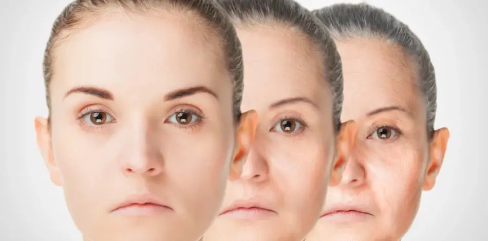 Fructus Ligustri Lucidi Extract For Skin Fructus Ligustri Lucidi Extract For Skin