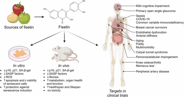 Fisetin Powder Applications Fisetin Powder Applications