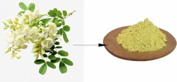 Sophpra Japonica Extract Kaempferol Powder Sophpra Japonica Extract Kaempferol Powder