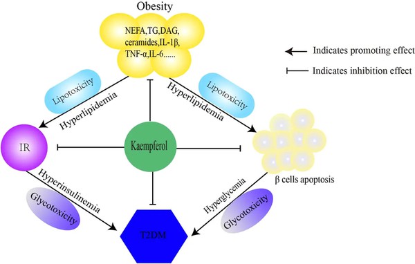 Sophora Japonica Extract Sophora Japonica Extract