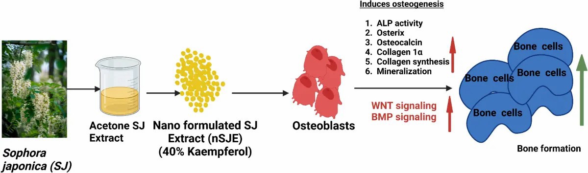 Sophora Japonica Extract Sophora Japonica Extract