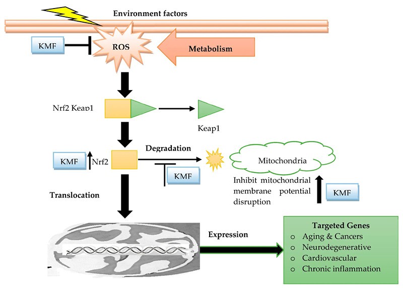 Sophora Japonica Extract Sophora Japonica Extract