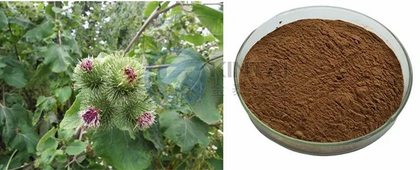 Burdock Seed Extract Arctiin Burdock Seed Extract Arctiin