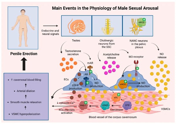 Arctium Extract Arctiin Benefits For Men Arctium Extract Arctiin Benefits For Men