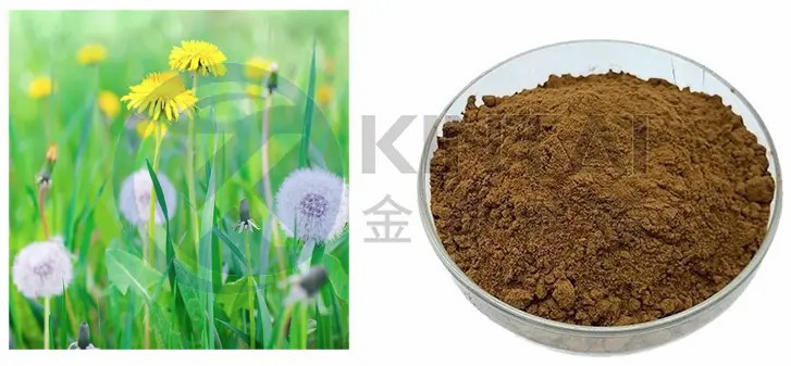 Dandelion Extract Plant Source Dandelion Extract Plant Source