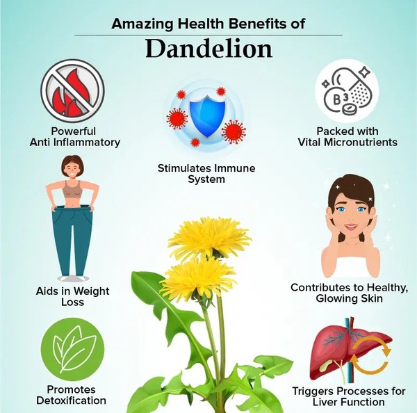 Dandelion Root Extract Benefits For Women And Men Dandelion Root Extract Benefits For Women And Men
