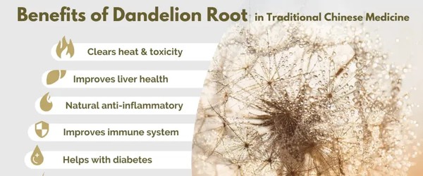 Dandelion Root Extract For Liver And Kidney Dandelion Root Extract For Liver And Kidney