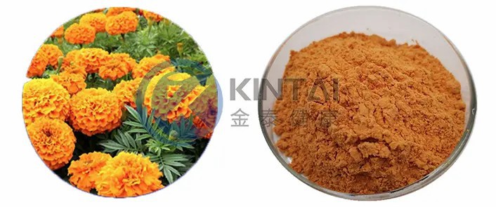 Marigold Extract Lutein Powder Marigold Extract Lutein Powder