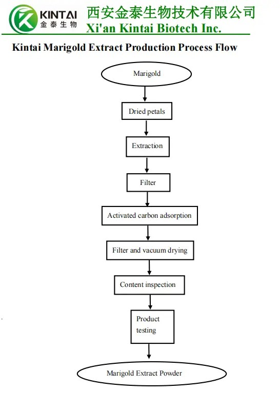 Lutein Extraction From Marigold Flower Lutein Extraction From Marigold Flower