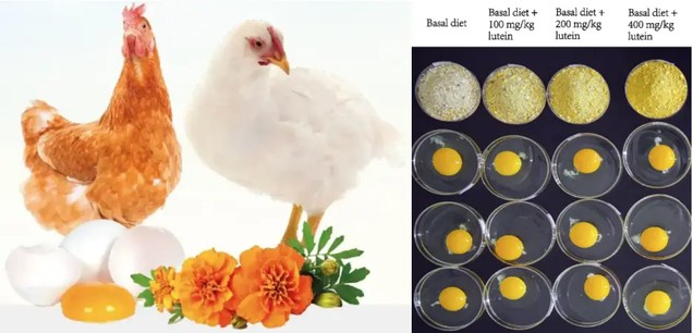 Marigold Extract Lutein For Chickens Marigold Extract Lutein For Chickens