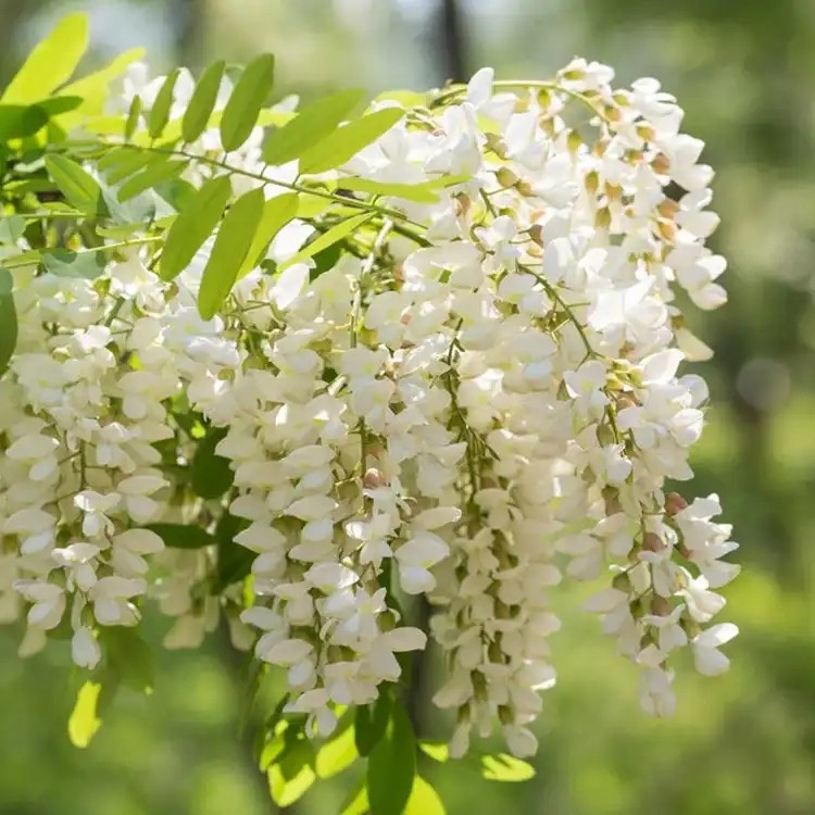 Sophpra Japonica Extract Powder suppliers